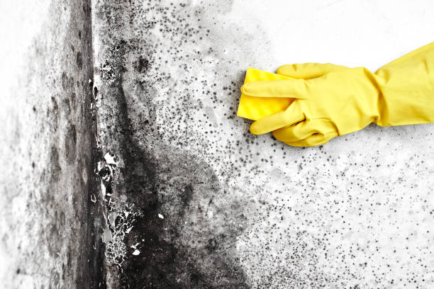 Best Commercial Mold Inspection  in Hughson, CA
